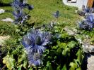 Chardons bleus