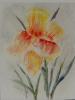 Iris jaunes