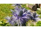 Chardons bleus