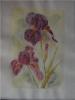 Iris mauves